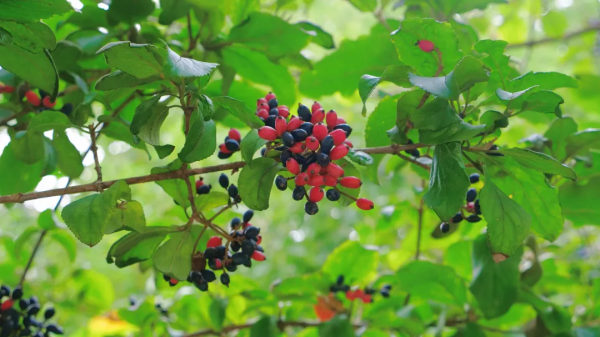 太倉的冬天，“果”然美麗