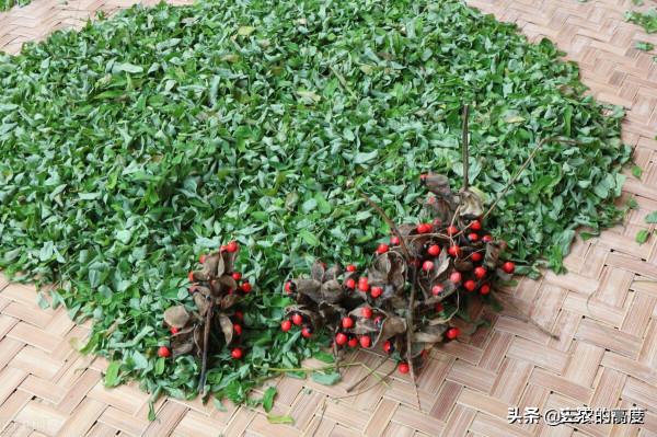 在鄉野分佈有5種野果,全都含有“劇毒”,遇到千萬不要採摘誤食 在鄉野分佈有5種野果,全都含有“劇毒”,遇到千萬不要採摘誤食