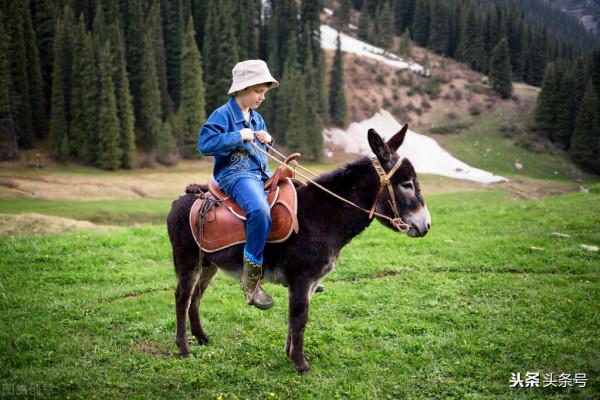 古代詩人為何都喜歡騎毛驢 古代詩人為何都喜歡騎毛驢
