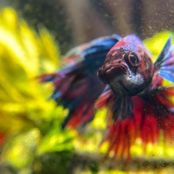 外國妹子救回一條顏色慘白的瀕死鬥魚，兩週後，奇蹟發生