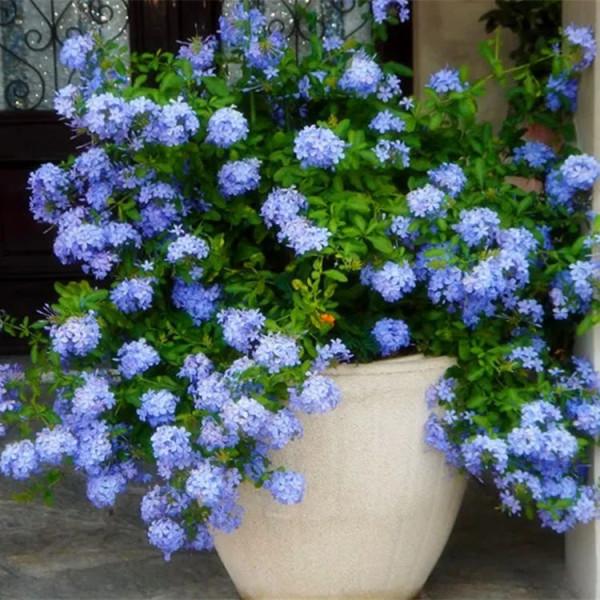 這些花，現在入手最適合，冬季室內也能花開爆盆