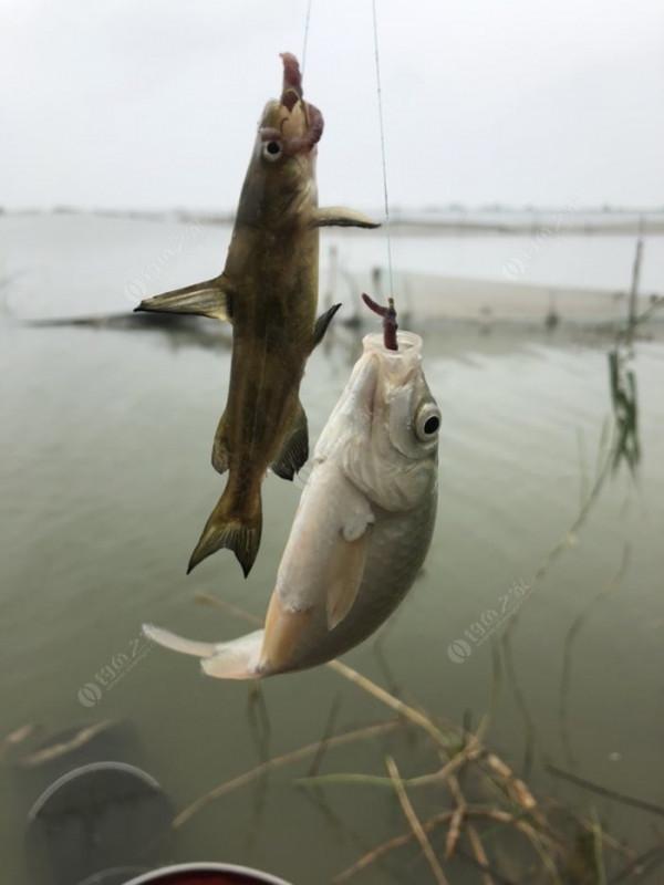 2021垂釣日誌之56,艱辛垂釣路,魚獲足補償 2021垂釣日誌之56,艱辛垂釣路,魚獲足補償