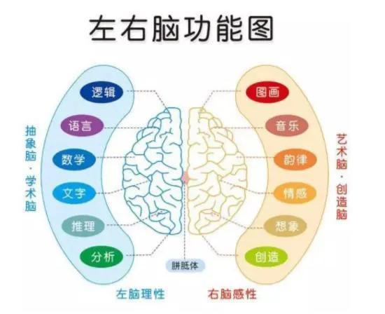 孩子注意力不集中？和大腦皮層聯合區發育有關係