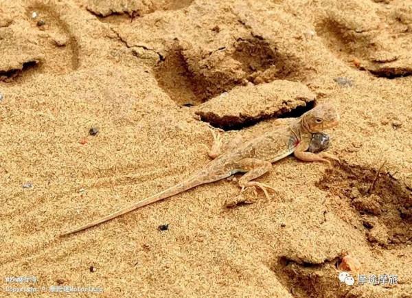 我的花甲之旅——沿途溼地沼澤,鳥語花香,森林草原,牛羊肥壯 我的花甲之旅——沿途溼地沼澤,鳥語花香,森林草原,牛羊肥壯