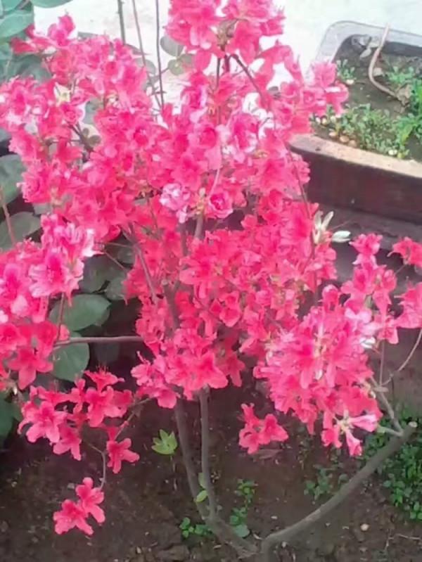 道祖老子西出函谷關後之迷 道祖老子西出函谷關後之迷