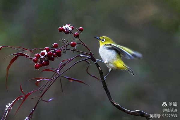 萌萌可愛小精靈——繡眼鳥