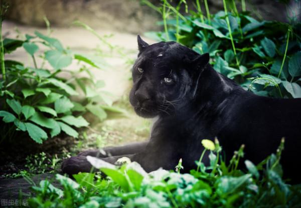 美洲獅來了！英國人民為何恐慌？因為抗疫封城，造成人退獅進