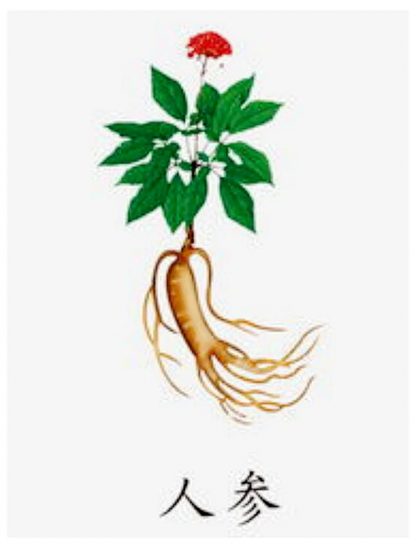 每個中國家庭必備的十味中藥