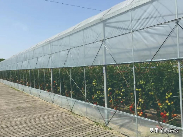 浙江綠而康：上線蔬東坡生鮮SaaS ERP，以數智化驅動企業發展轉型