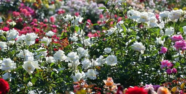 你不瞭解的薔薇花：代表愛的思念！具有詩人般的氣質