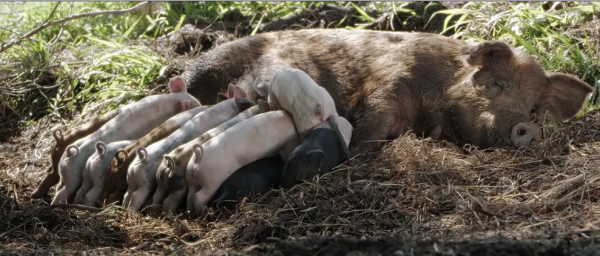2010年,小夫妻買下1200畝荒地,只為一隻流浪狗,8年後年入千萬 2010年,小夫妻買下1200畝荒地,只為一隻流浪狗,8年後年入千萬