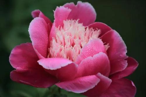 十二月生每個月對應的十二種生日花