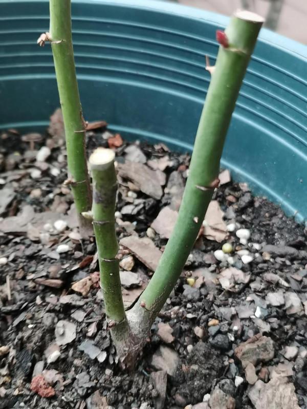 月季界頂流&OpenCurlyDoubleQuote;強枝弱剪，弱枝強剪&rdquo;的真諦