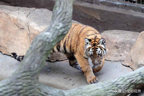 虎頭虎腦 虎虎生威 這波老虎表情包值得擁有