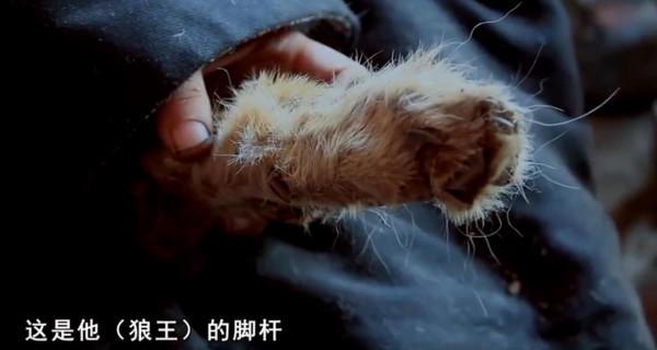 狼王慘死 狼後殉情 留下六隻狼崽 草原遺孤 美女救狼做兒子的傳奇故事