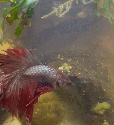 外國妹子救回一條顏色慘白的瀕死鬥魚，兩週後，奇蹟發生