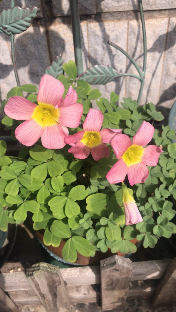 買之前嫌棄的不行，買之後開花顏值超高，這6種花越養越上癮