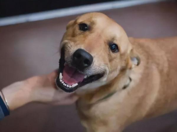 狗狗讓你撫摸，是因為信任你嗎？那你就錯了