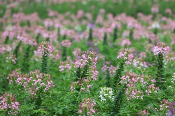 國慶當天高明盈香超1.5萬人次，今天將超2萬