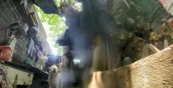 在流浪狗身上裝監控,記錄了汪的普通的一天,看完讓人心疼了 在流浪狗身上裝監控,記錄了汪的普通的一天,看完讓人心疼了