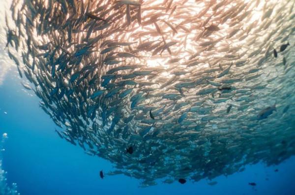 度假觀光特輯|仙本那:潛水迷的天堂,海底世界美到爆 度假觀光特輯|仙本那:潛水迷的天堂,海底世界美到爆