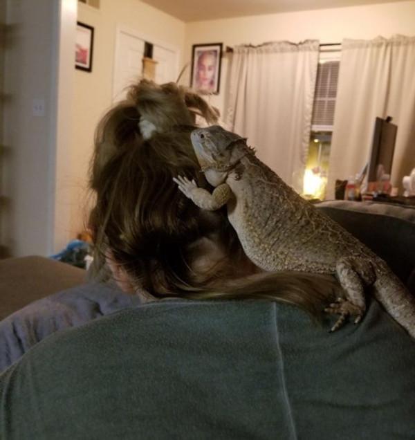 15只以上的寵物向人類表達了所有的愛 15只以上的寵物向人類表達了所有的愛