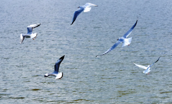 “老朋友”又來打卡啦！紅嘴鷗“先行軍”抵達異龍湖～