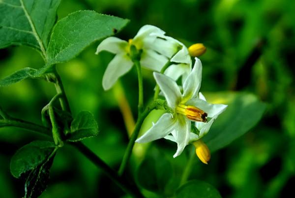 以前農村田地裡常見的一種植物龍葵，農民當成雜草，現在幾近消失