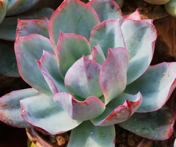 多肉薄葉“三仙”該怎麼養？掌握住技巧，盆栽輕鬆出狀態