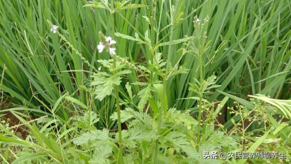 田邊常見的小草，懂得人採回家煮水，你知道它有何價值嗎？