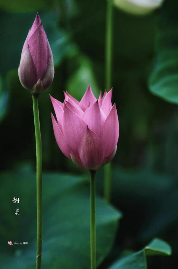 冬季看蓮花是“雪蓮”嗎? 冬季看蓮花是“雪蓮”嗎?