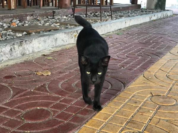 暹羅的精靈——泰國擼貓之旅