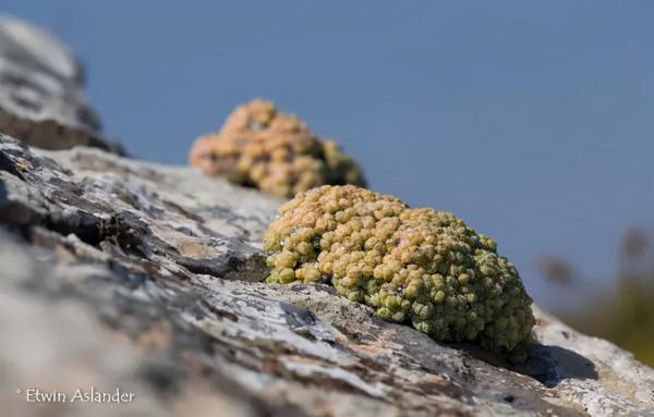 世界那麼大，多肉那麼美，我們一起去看看吧 | 南非多肉欣賞