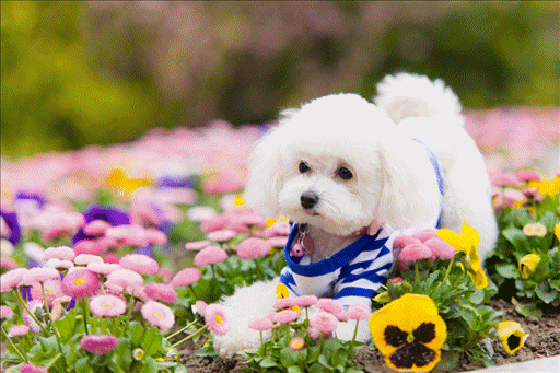 這4種狗狗被拋棄就沒“活路”了,說的可能是你家狗 這4種狗狗被拋棄就沒“活路”了,說的可能是你家狗