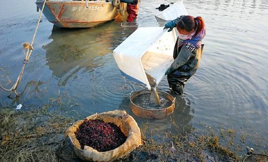 全國多地湧出“撈蟲人”，據說一天可以賺一萬！背後隱藏著什麼呢