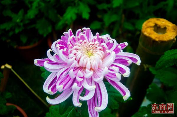 重陽節詩詞十首 九九重陽七絕詩 讚美重陽節的最好詩句推薦