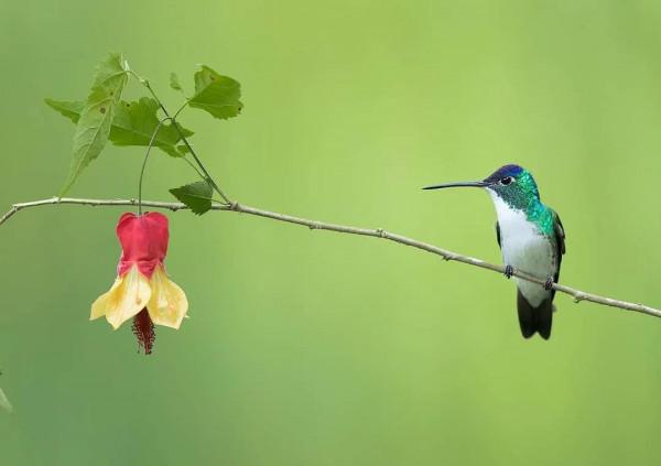 愛紅花•愛甜蜜