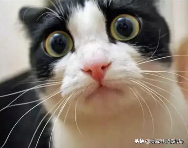 這下尷尬了，華納DC決定暫停與閃電俠演員埃茲拉·米勒的合作