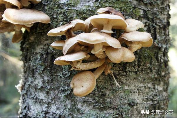 隨遇而安的小蘑菇