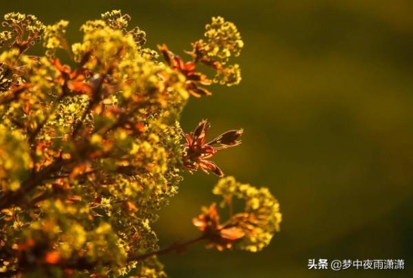 生命的奇蹟，白羊座