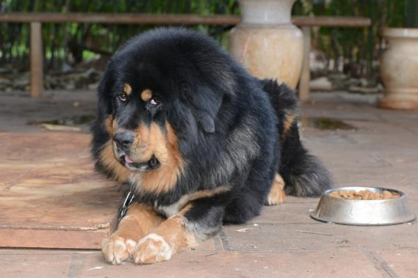 這5種狗養得起人真“壕”，它們分分鐘會把家敗光