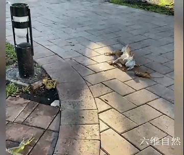 美國出現天上掉下大蜥蜴雨,是氣溫太低,綠鬣蜥被凍得從樹上掉下 美國出現天上掉下大蜥蜴雨,是氣溫太低,綠鬣蜥被凍得從樹上掉下