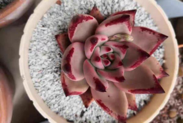 適合新手養的“6種多肉”，耐熱又不怕冷，養成老樁，又美又霸氣