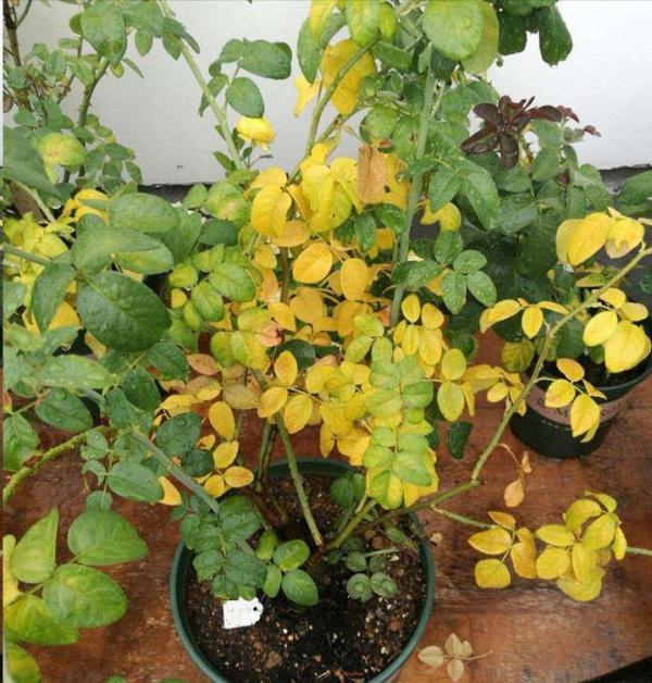 季水黃與肥害傻傻分不清嗎？7種常見黃葉你應該瞭解