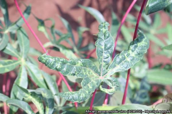 這幾種植物病毒,您知道幾個? 這幾種植物病毒,您知道幾個?