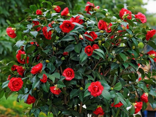 “24種”適合冬天種植的花草,現在種,來年春天花開滿園 “24種”適合冬天種植的花草,現在種,來年春天花開滿園