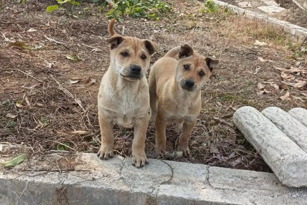 救下一隻絕版土獵狗,避免了上到人們的餐桌 救下一隻絕版土獵狗,避免了上到人們的餐桌