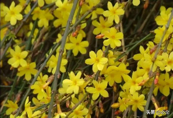 18種常見的先花後葉植物集錦 18種常見的先花後葉植物集錦