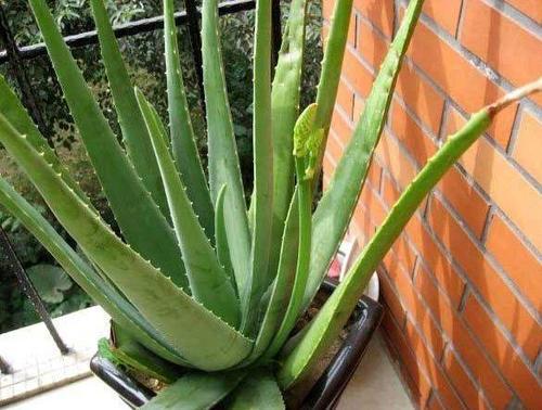 6種“懶人花”，看著很普通，養著很“實惠”，養得越久越覺得好