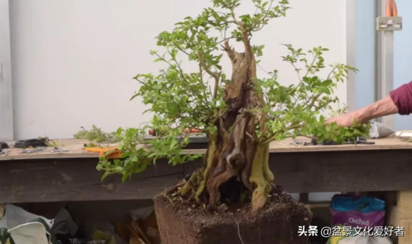 老者一年前路邊撿一老樁,將其培育放養,修剪做成盆景,價值1萬 老者一年前路邊撿一老樁,將其培育放養,修剪做成盆景,價值1萬